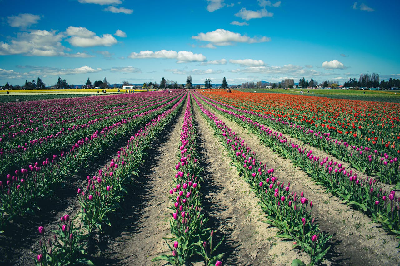 De tulpenroute in Groningen, genieten van de bollenvelden in Stad en Ommeland